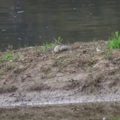 Vanellus miles at Michelago, NSW - 14 Oct 2018 11:13 AM