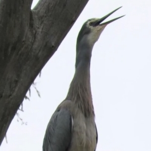 Egretta novaehollandiae at Michelago, NSW - 14 Oct 2018 10:32 AM