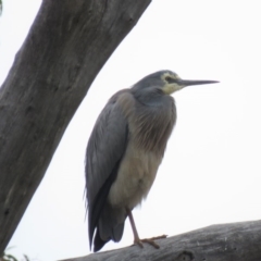 Egretta novaehollandiae at Michelago, NSW - 14 Oct 2018