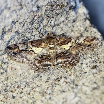Cleora (genus) (A Looper Moth) at O'Connor, ACT - 14 Oct 2018 by ibaird