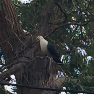 Columba leucomela at Wallaga Lake, NSW - 12 Oct 2018 10:56 AM