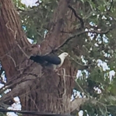 Columba leucomela at Wallaga Lake, NSW - 12 Oct 2018