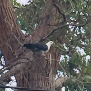 Columba leucomela at Wallaga Lake, NSW - 12 Oct 2018