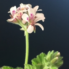 Pelargonium australe (Austral Stork's-bill) at Bermagui, NSW - 15 Oct 2018 by loumcc