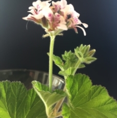 Pelargonium australe at Bermagui, NSW - 15 Oct 2018