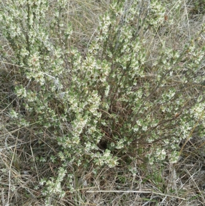 Brachyloma daphnoides (Daphne Heath) at Cook, ACT - 15 Oct 2018 by michelle.nairn