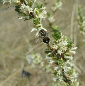 Trichophthalma laetilinea at Cook, ACT - 15 Oct 2018