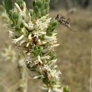 Trichophthalma laetilinea at Cook, ACT - 15 Oct 2018