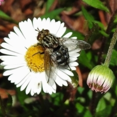 Tachinidae (family) (Unidentified Bristle fly) at Wanniassa, ACT - 15 Oct 2018 by JohnBundock