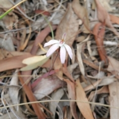 Caladenia fuscata (Dusky Fingers) at Hackett, ACT - 15 Oct 2018 by michelle.nairn