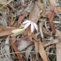 Caladenia fuscata (Dusky Fingers) at Black Mountain - 14 Oct 2018 by michelle.nairn