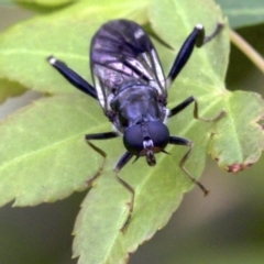 Exaireta spinigera (Garden Soldier Fly) at Ainslie, ACT - 11 Oct 2018 by jb2602