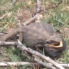 Pogona barbata (Eastern Bearded Dragon) at Mount Majura - 12 Oct 2018 by waltraud