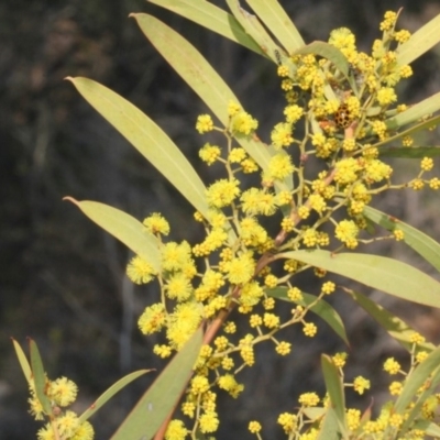 Acacia rubida (Red-stemmed Wattle, Red-leaved Wattle) at Cotter Reserve - 11 Sep 2018 by PeteWoodall