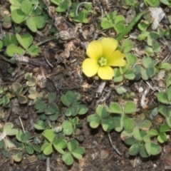 Oxalis sp. (Wood Sorrel) at Cotter Reserve - 11 Sep 2018 by PeteWoodall