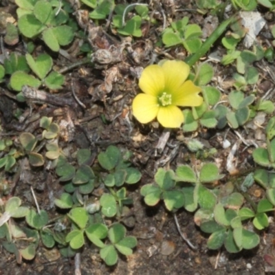 Oxalis sp. (Wood Sorrel) at Cotter Reserve - 11 Sep 2018 by PeteWoodall