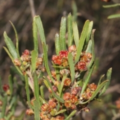 Dodonaea viscosa (Hop Bush) at Cotter Reserve - 11 Sep 2018 by PeteWoodall