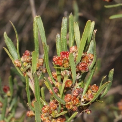 Dodonaea viscosa (Hop Bush) at Paddys River, ACT - 11 Sep 2018 by PeteWoodall