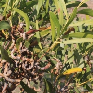Acacia melanoxylon at Paddys River, ACT - 11 Sep 2018