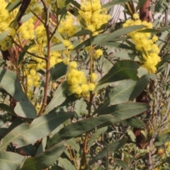 Acacia rubida (Red-stemmed Wattle, Red-leaved Wattle) at Cotter Reserve - 11 Sep 2018 by PeteWoodall