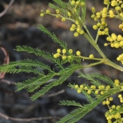 Acacia decurrens (Green Wattle) at Paddys River, ACT - 11 Sep 2018 by PeteWoodall