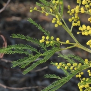 Acacia decurrens at Paddys River, ACT - 11 Sep 2018