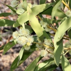 Acacia melanoxylon (Blackwood) at Cotter Reserve - 11 Sep 2018 by PeteWoodall