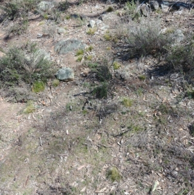 Nassella trichotoma (Serrated Tussock) at Majura, ACT - 15 Oct 2018 by Avery