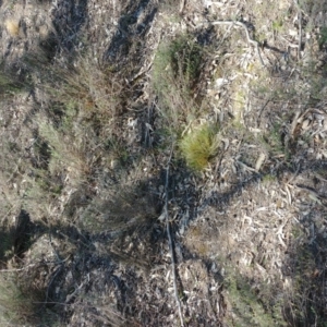 Nassella trichotoma at Majura, ACT - 15 Oct 2018 01:55 PM