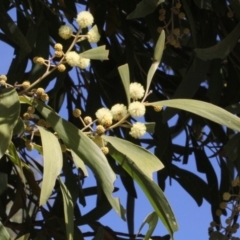 Acacia melanoxylon (Blackwood) at Paddys River, ACT - 13 Sep 2018 by PeteWoodall