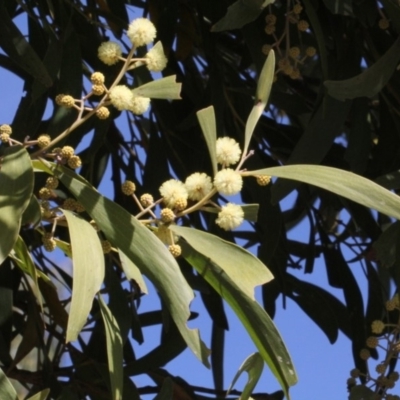 Acacia melanoxylon (Blackwood) at Tidbinbilla Nature Reserve - 13 Sep 2018 by PeteWoodall