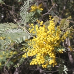 Acacia dealbata subsp. subalpina (Monaro Silver-wattle) at Tidbinbilla Nature Reserve - 13 Sep 2018 by PeteWoodall