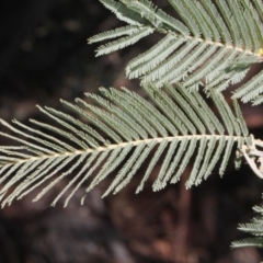 Acacia dealbata subsp. subalpina at Paddys River, ACT - 13 Sep 2018