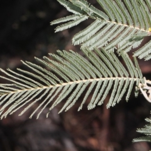 Acacia dealbata subsp. subalpina at Paddys River, ACT - 13 Sep 2018 10:49 AM