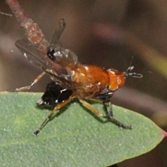 Lauxaniidae (family) (Unidentified lauxaniid fly) at Tidbinbilla Nature Reserve - 13 Sep 2018 by PeteWoodall