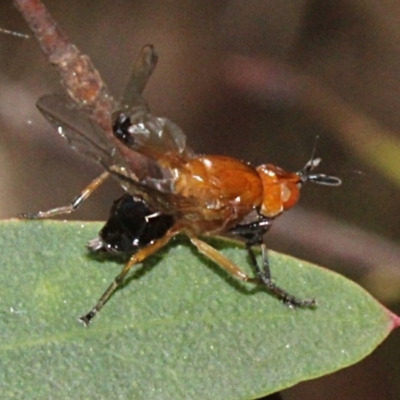 Lauxaniidae (family) (Unidentified lauxaniid fly) at Paddys River, ACT - 13 Sep 2018 by PeteWoodall