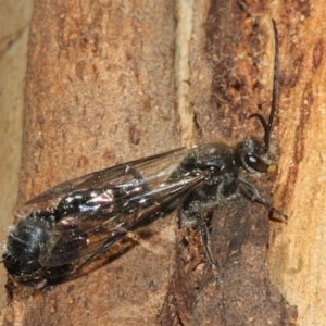 Tiphiidae (family) at Paddys River, ACT - 13 Sep 2018