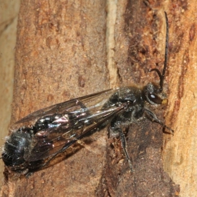 Tiphiidae (family) (Unidentified Smooth flower wasp) at Paddys River, ACT - 13 Sep 2018 by PeteWoodall