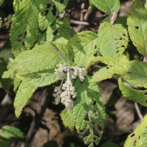 Pomaderris aspera at Paddys River, ACT - 13 Sep 2018 12:03 PM