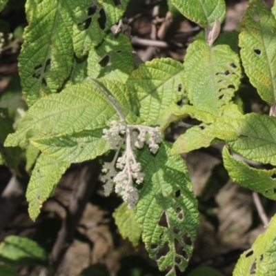 Pomaderris aspera (Hazel Pomaderris) at Paddys River, ACT - 13 Sep 2018 by PeteWoodall