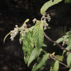 Pomaderris aspera at Paddys River, ACT - 13 Sep 2018 12:03 PM