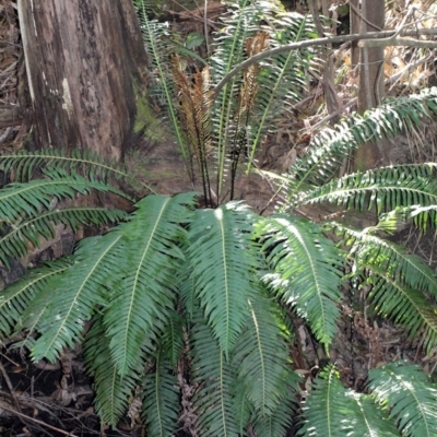 Blechnum nudum (Fishbone Water Fern) at Tidbinbilla Nature Reserve - 13 Sep 2018 by PeteWoodall