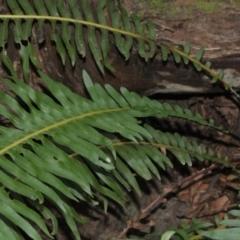 Blechnum nudum at Paddys River, ACT - 13 Sep 2018