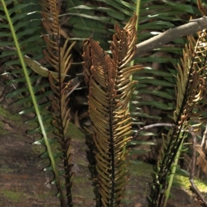 Blechnum nudum at Paddys River, ACT - 13 Sep 2018