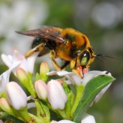 Xylocopa (Lestis) aerata (Golden-Green Carpenter Bee) at ANBG - 15 Oct 2018 by TimL