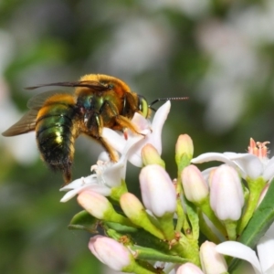 Xylocopa (Lestis) aerata at Acton, ACT - 15 Oct 2018