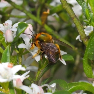 Xylocopa (Lestis) aerata at Acton, ACT - 15 Oct 2018