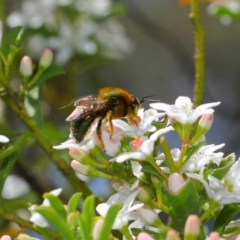 Xylocopa (Lestis) aerata at Acton, ACT - 15 Oct 2018 12:45 PM