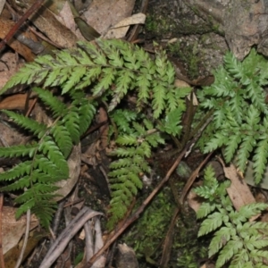 Dicksonia antarctica at Paddys River, ACT - suppressed