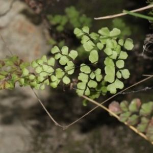 Adiantum aethiopicum at Paddys River, ACT - 13 Sep 2018